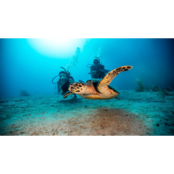 Open Water Diver - Checkout Dives